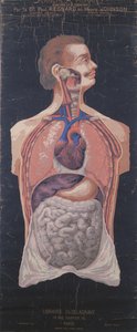 胸壁と胃、Planches Murales dAnatomie et de Physiologie、Paul Regnard博士およびHenry Johnson作