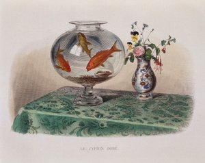 金魚（金魚の入れ物） - "Lacepede "にて
