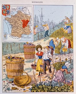 ブルゴーニュのブドウの収穫、学校の教科書、1910年頃のイラスト