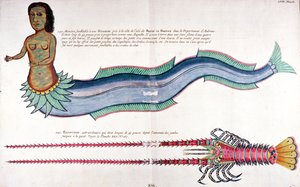 アンボイナの人魚、アムステルダムで出版されたルイ・ルナール著「さまざまな色の魚、ザリガニ、カニ」より 作： French School