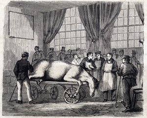 アルフォートの国立獣医学校 - Les grandes écoles de france - école veterinaire de maison alfort en 1866 - la salle d