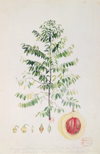 ナツメグの木、花と果実（紙にトイレ） 作： French School