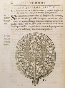 脳の構造、1662年、ハーグで出版されたルネデカルト（1596-1650）によるデホーミネフィグリスから 作： French School
