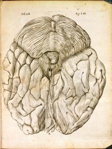 脳の構造、1662年、ハーグで出版されたルネデカルト（1596-1650）によるデホーミネフィグリスから