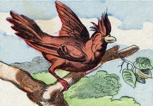 枢機卿。Buffon Alphabet des Oiseaux n 2 "に掲載されている彫刻。3rd Serie N 2.エピナルの画像化、エピナル、19世紀後半。16ページ。ディム：28x21cm