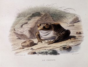ヒキガエル（Bufo bufo） - "Lacepede "にて 作： French School