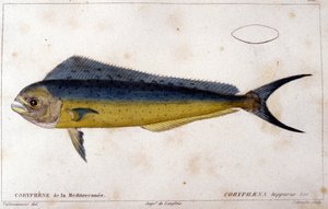 キュヴィエの "Histoire naturelle des poissons "に掲載された地中海のコリーフェーン（ヴァランシエンヌ、パリ 作： French School