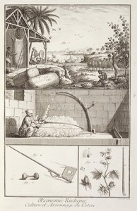A.プロヴォスト（fl.1834-55）、c.1760によって彫刻されたデニスディドロ（百科事典）（1713-84）の百科事典からの綿の栽培 作： French School