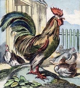 雄鶏。Buffon Alphabet des Oiseaux n 2 "に掲載されている彫刻。3rd Serie N 2.エピナルの画像化、エピナル、19世紀後半。16ページ。ディム：28x21cm 作： French School