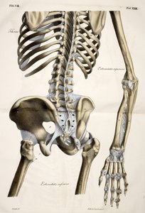 自然の寸法に従って実行された人体の解剖学的プレートからの胸郭、説明テキストを伴う、cte de Lasteyrie発行 作： French School