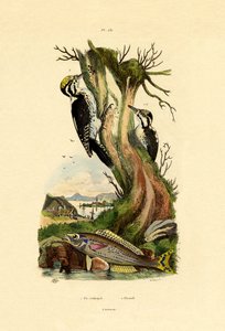 3つま先のキツツキ、1833-39 作： French School