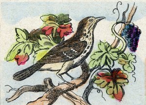 ツグミ。Buffon Alphabet des Oiseaux n 1 "のエングレーヴィング。3rd Serie N 1. Imaging of Epinal, Epinal, late 19th century.16ページ。ディム：28x21cm