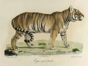 ロイヤルタイガー、メス。 哺乳動物の自然史からの女性の王室のトラ（カラーリソ）