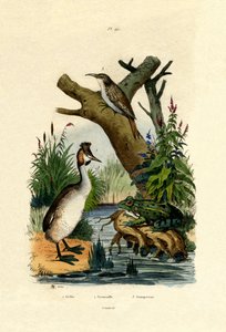 ヒキガエル、1833-39 作： French School