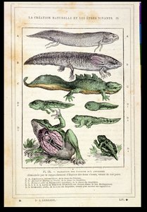 レンゲード博士の本からの魚の両生類への移行、1880年頃 作： French School