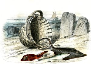 トリグル・グロディン（Trigle cuculus）、ホワイティング（merlangius merlangus）、レイグル・グロディン（dipturus batis） - ベルナール・ジェルマン・ド・ランスペード（1856-1925）著『Histoire Naturelle』（P.Furme版、パリ）より抜粋。 作： French School