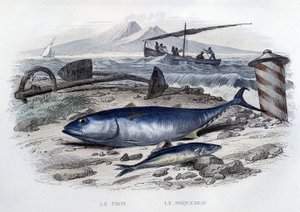 マグロとマカロニ - Lacépède, T.II, ed. Furne et Cie, Parisの "Histoire naturelle "にて。 作： French School