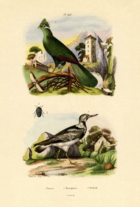 トゥラコ、1833-39 作： French School