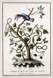 タービス、ザイラン島の植物、1784