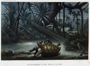 ウミガメ - アルフレッド・フレドール著「Le monde de la mer」（アシェット、パリ）に掲載されています。 作： French School