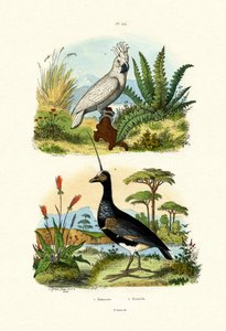 傘コカトゥー、1833-39