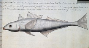 未知の魚、マゼラン海峡、フランスのCompagnie royale de la Mer du Sudの船長Jacques Gouin de Beauchesne (1652-1730)が1698年から1701年にかけて作成した航海日誌の水彩画。 作： French School