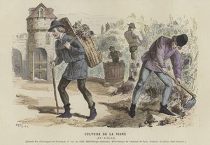 15世紀のブドウ栽培 作： French School