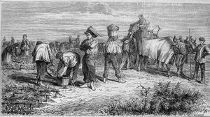 メドックのブドウ栽培：収穫時のブドウの摘み取り。1868年1月11日付「Le Monde Illustré」561号に掲載された図版。