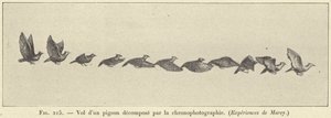 時系列で分解された鳩の飛翔