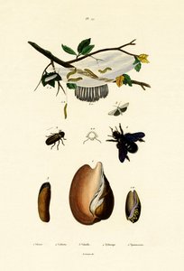 ボリュートシェル、1833-39 作： French School