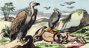 ハゲタカ。Buffon Alphabet des Oiseaux n 1 "のエングレーヴィング。3rd Serie N 1. Imaging of Epinal, Epinal, late 19th century.16ページ。ディム：28x21cm 作： French School