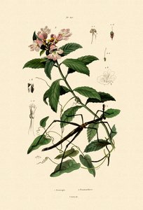 杖の昆虫、1833-39 作： French School