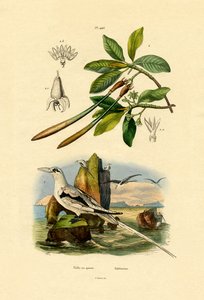 オジロワシTropicbird、1833-39 作： French School