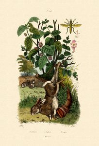 ワイルドセイジ、1833-39 作： French School