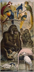 野生動物