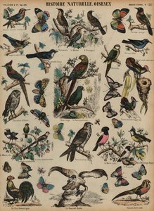 野鳥（彩色済み彫刻 作： French School