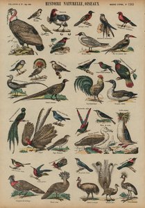 野鳥（彩色済み彫刻 作： French School