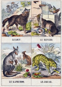 オオカミ、キツネ、カングルー、ジャガー。Buffon Alphabet des Animaux "に掲載されている版画。第3シリーズ N 1. エピナルの画像化、エピナル、19世紀後半。16ページ。ディム：28x21cm 作： French School