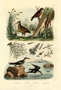 ウッドコック、1833-39 作： French School