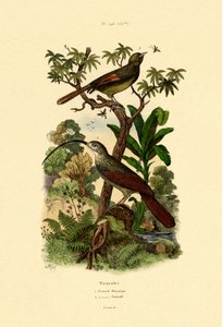 ウッドクリーパー、1833-39