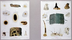 科学アカデミーでパスツールが発表した蚕の病気に関する研究。 作： French School
