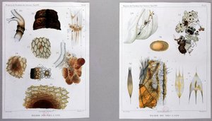 科学アカデミーでパスツールが発表した蚕の病気に関する研究。 作： French School
