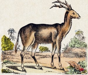 ザンタロス。Alphabet des animaux sauvages "に掲載されている彫刻。9th Serie.エピナルのイメージ、ペラン、印刷・出版業者、1870年頃。木にステンシルで描かれた版画。16ページ。16ページ。厚さ20×15cm。個人蔵