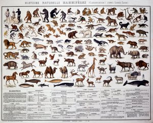 動物学：フランスの生物学者ジョルジュ・キュヴィエ（1769-1832）による哺乳類の分類。自然史掲示板 作： French School