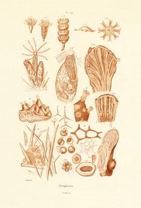 Zoophytes、1833-39
