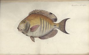 Chaetodon chirurgus、1787年以前 作： Friedrich August Kruger