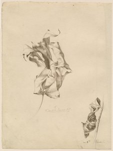 しわくちゃの葉 作： Friedrich Olivier