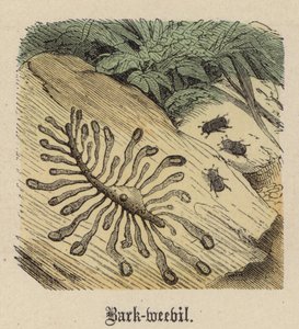 バークゾウムシ（彩色済み彫刻 作： Friedrich Specht