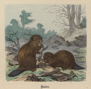 ビーバー（彩色済み彫刻 作： Friedrich Specht