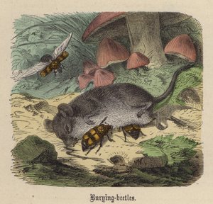 埋もれたカブトムシ（カラー彫刻 作： Friedrich Specht